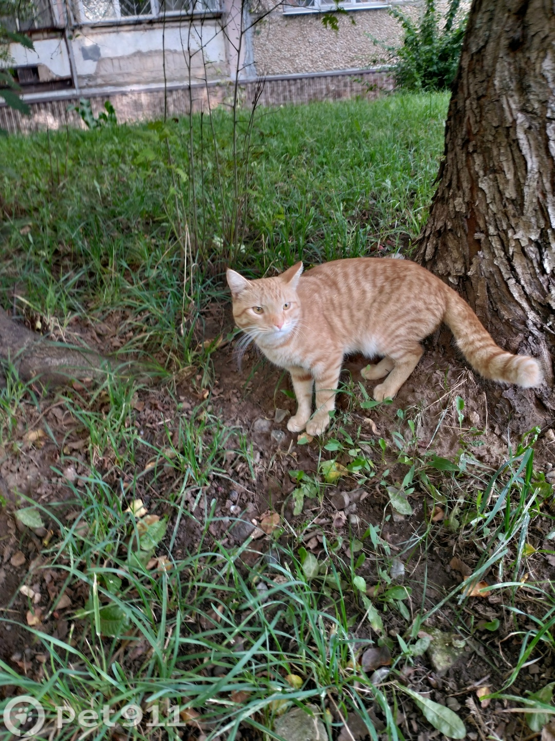 Найдена кошка в Ижевске — фото объявления