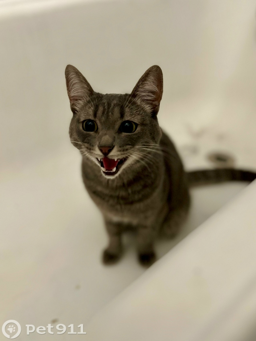 Найдена кошка в Ижевске — фото объявления