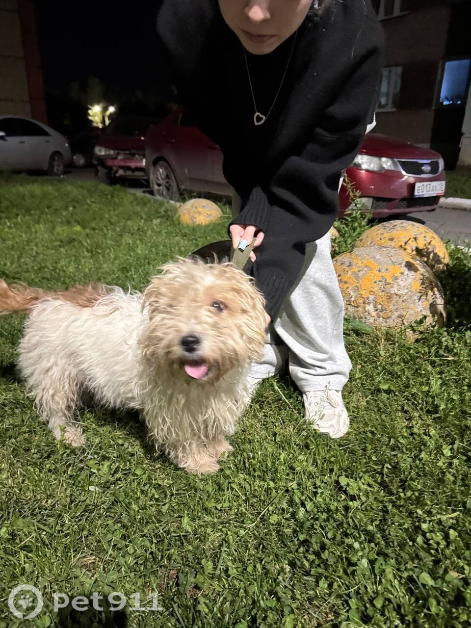 Найдена собака в Ижевске — фото объявления