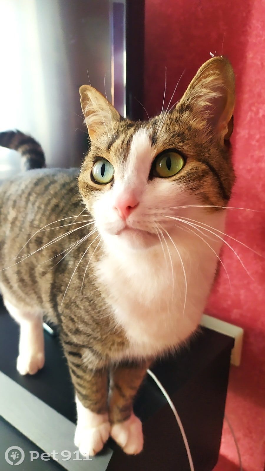 Пропала кошка в Ижевске — фото объявления