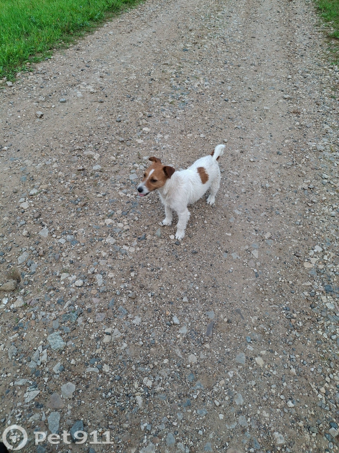 Найдена собака в Ижевске — фото объявления