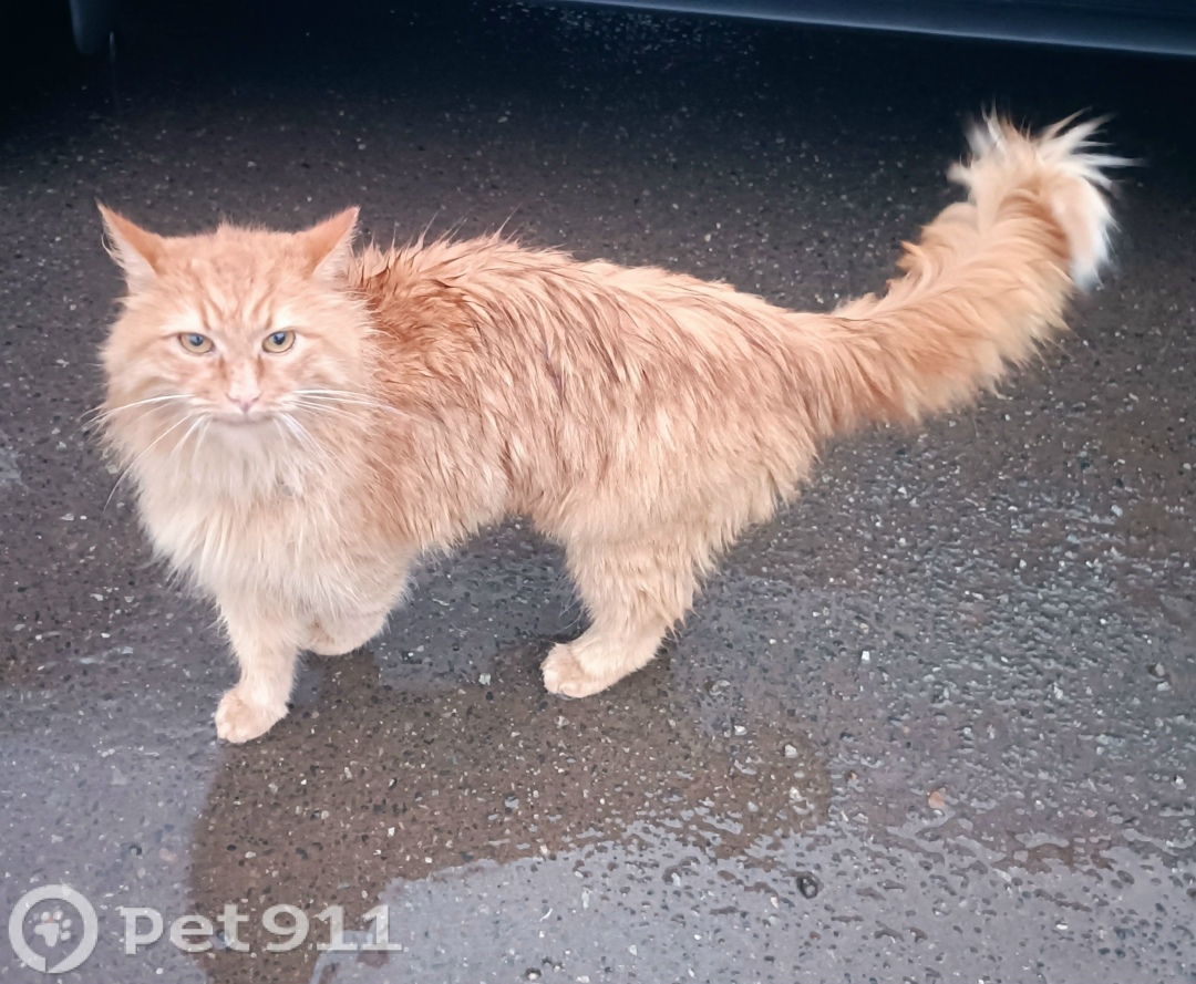 Найдена кошка в Ижевске — фото объявления