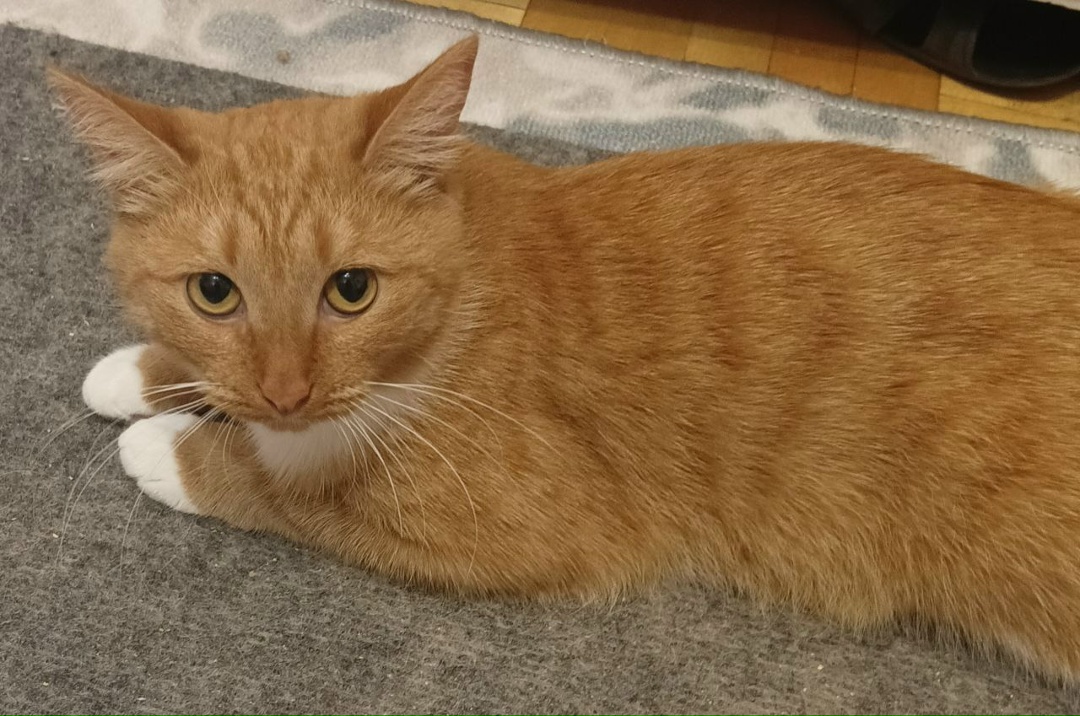 Пропала кошка в Ижевске — фото объявления