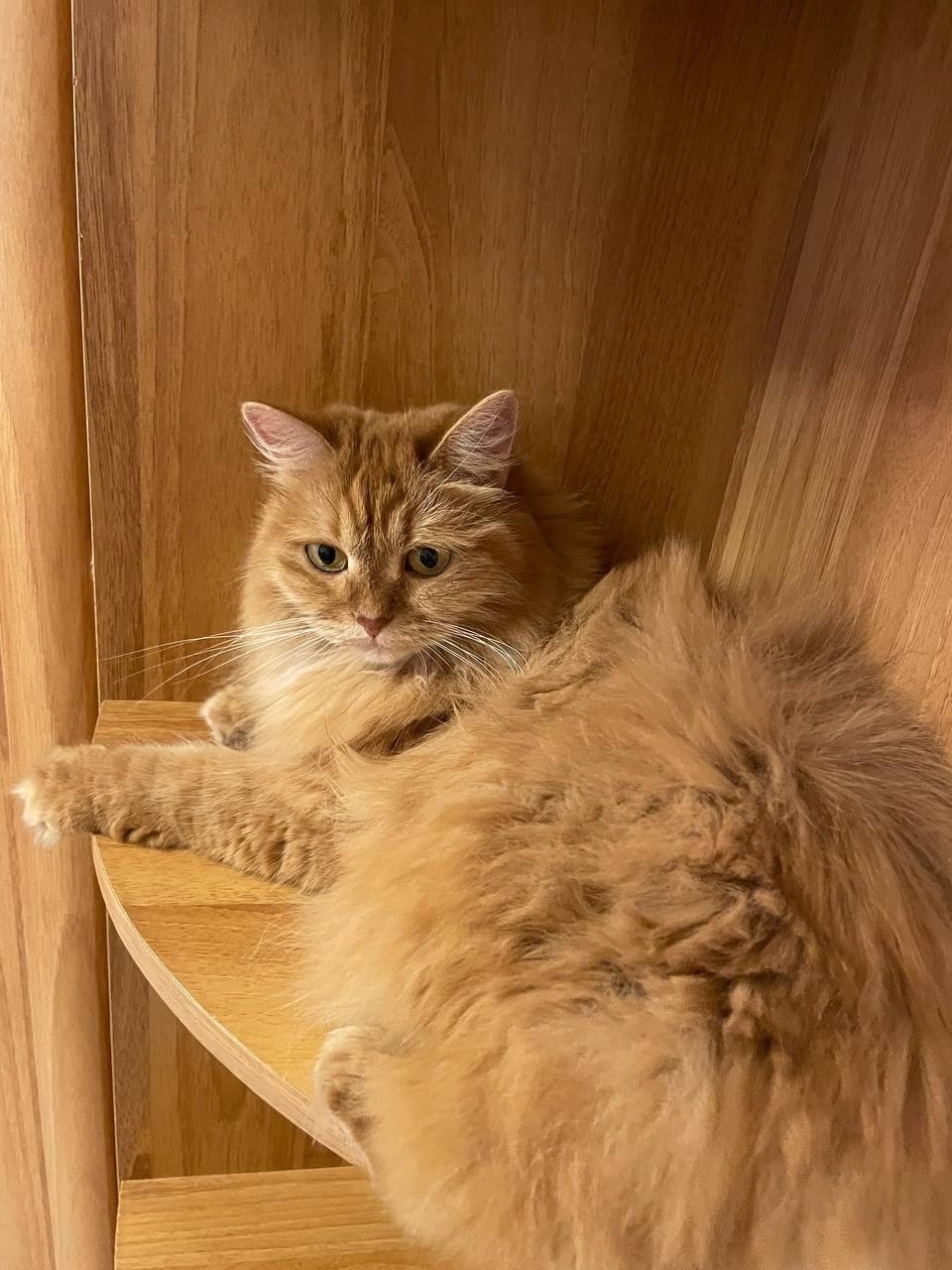 Пропала кошка в Ижевске — фото объявления