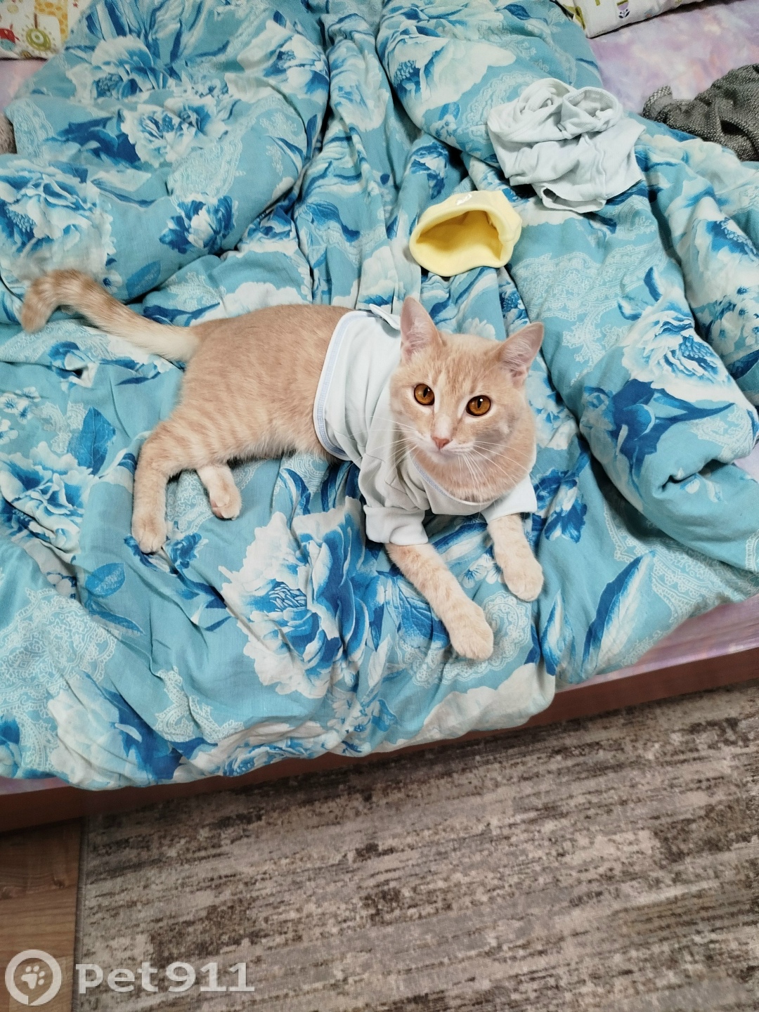 Пропала кошка в Ижевске — фото объявления