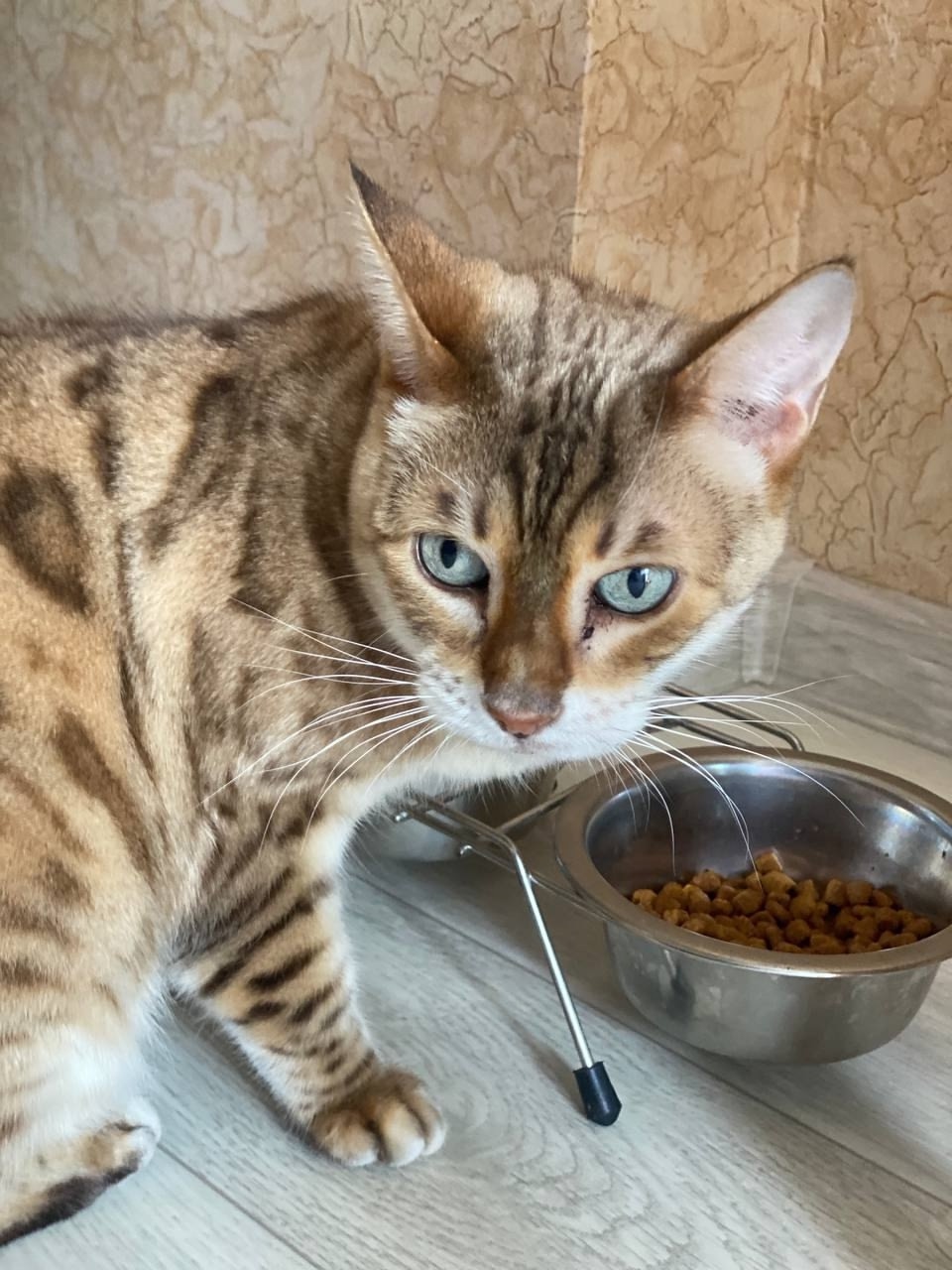 Пропала кошка в Ижевске — фото объявления