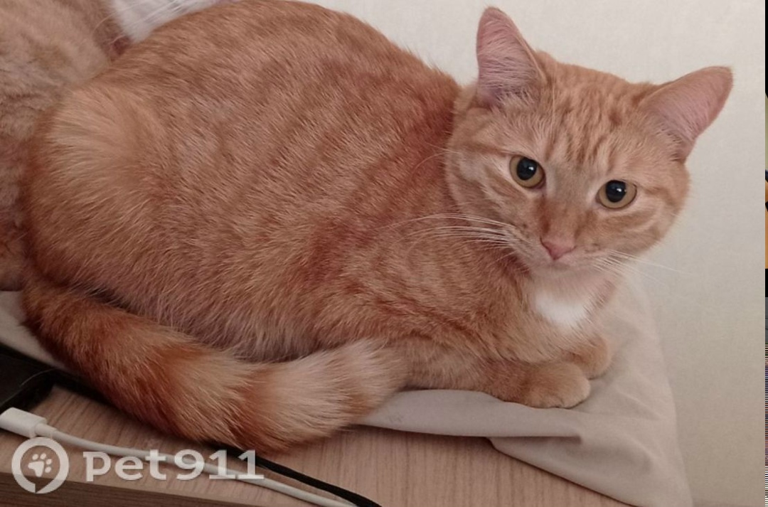 Пропала кошка в Ижевске — фото объявления