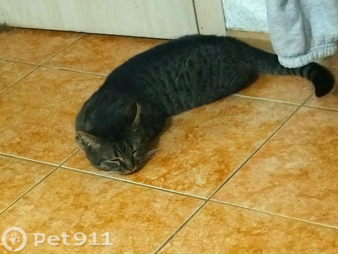 Найдена кошка в Ижевске — фото объявления