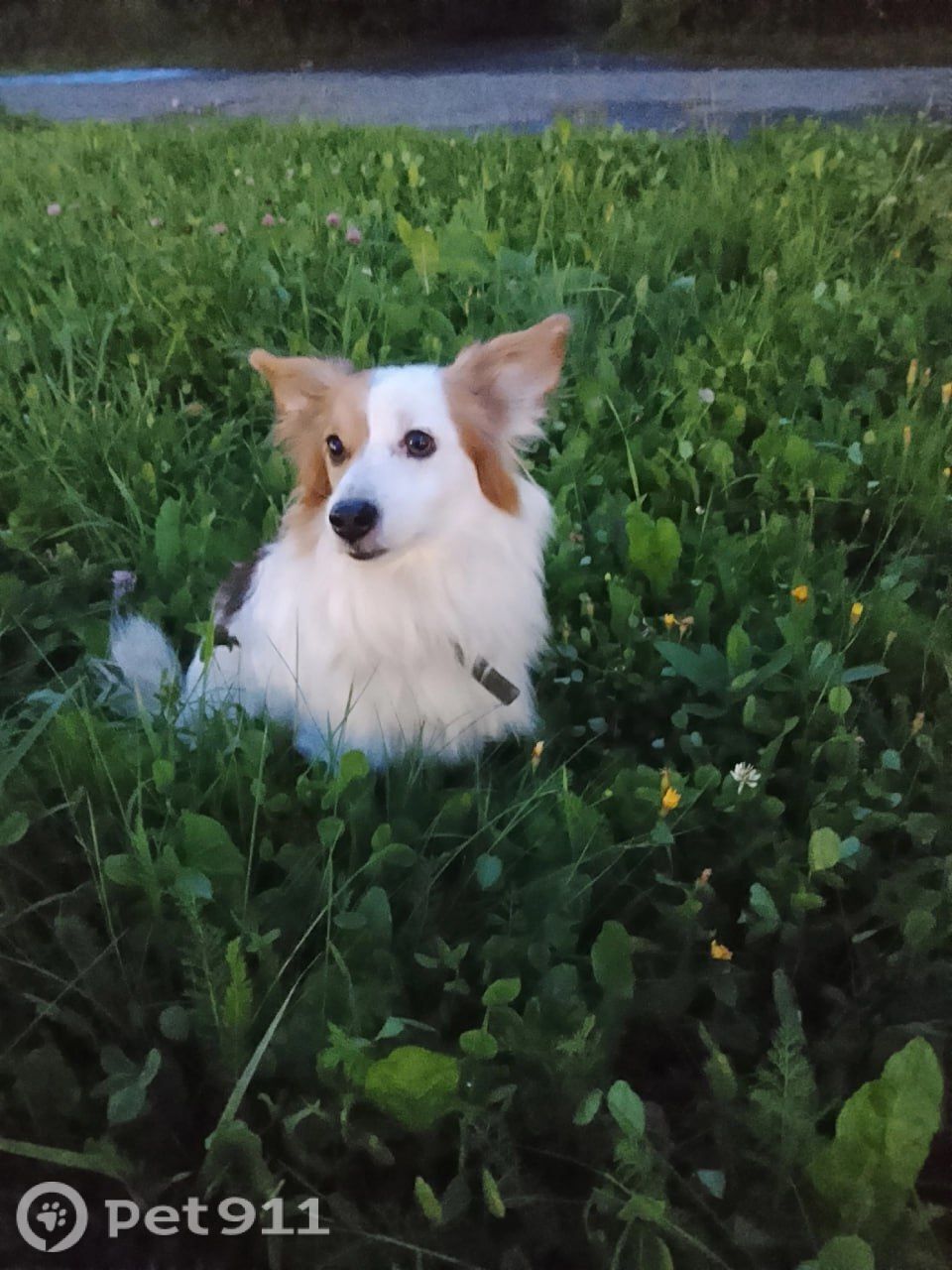 Найдена собака в Ижевске — фото объявления