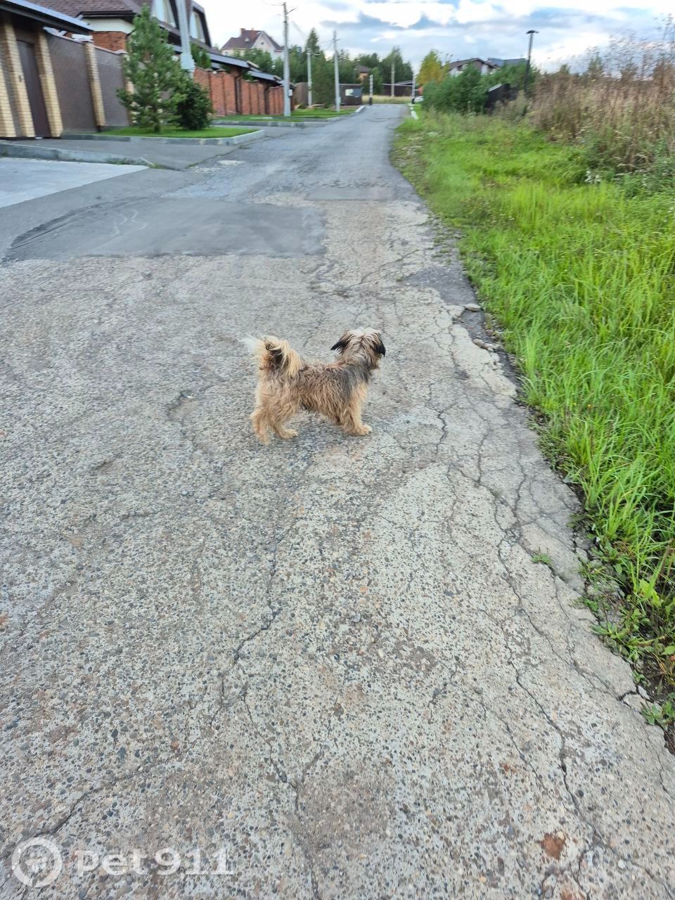 Найдена собака в Ижевске — фото объявления