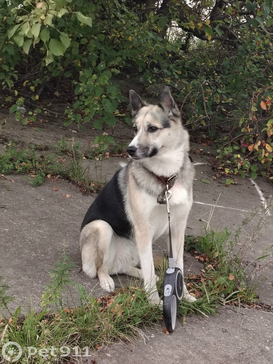 Найдена собака в Ижевске — фото объявления