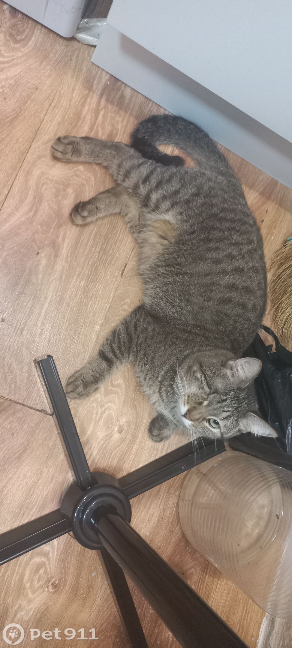 Пропала кошка в Ижевске — фото объявления