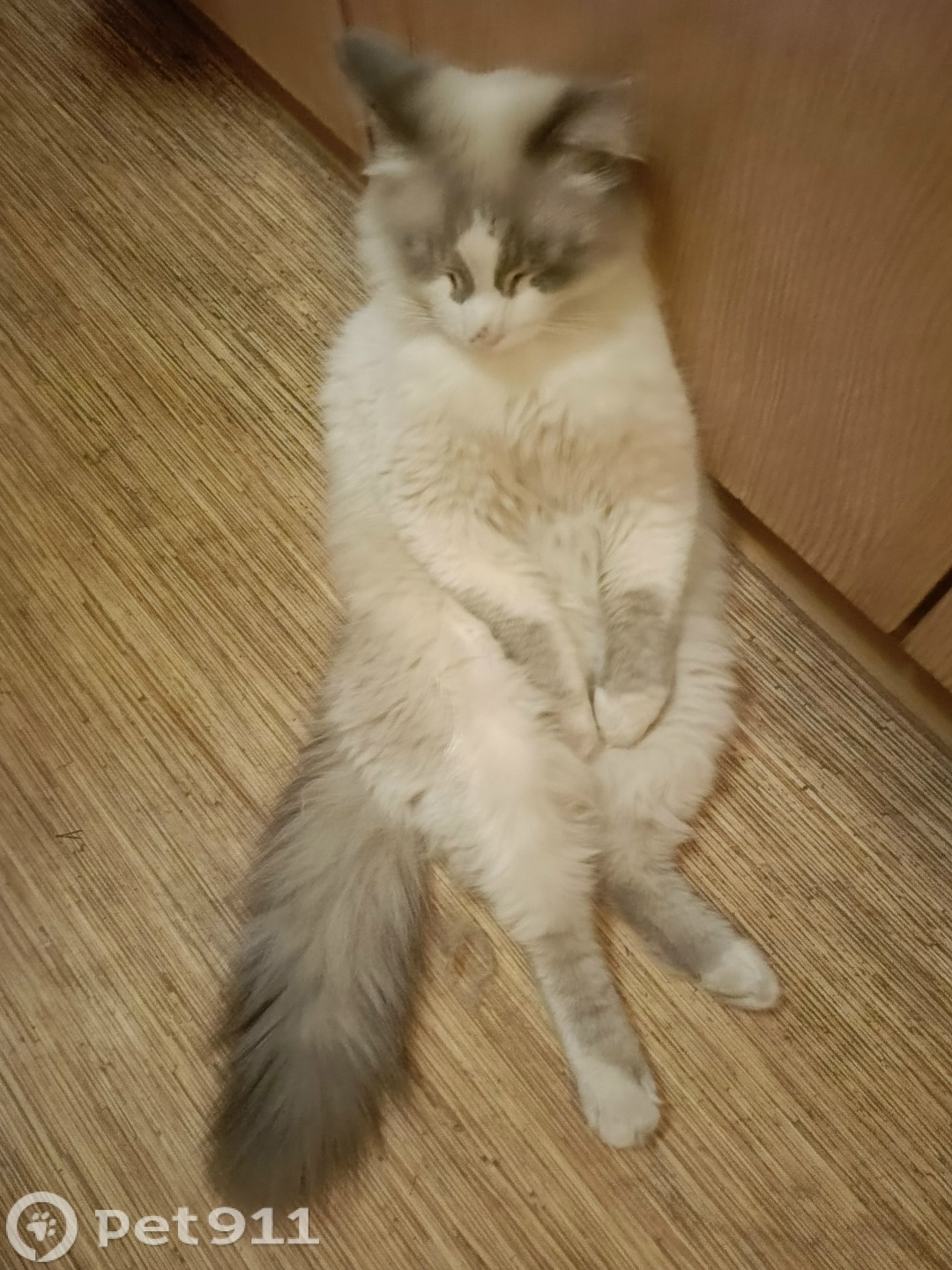 Пропала кошка в Ижевске — фото объявления