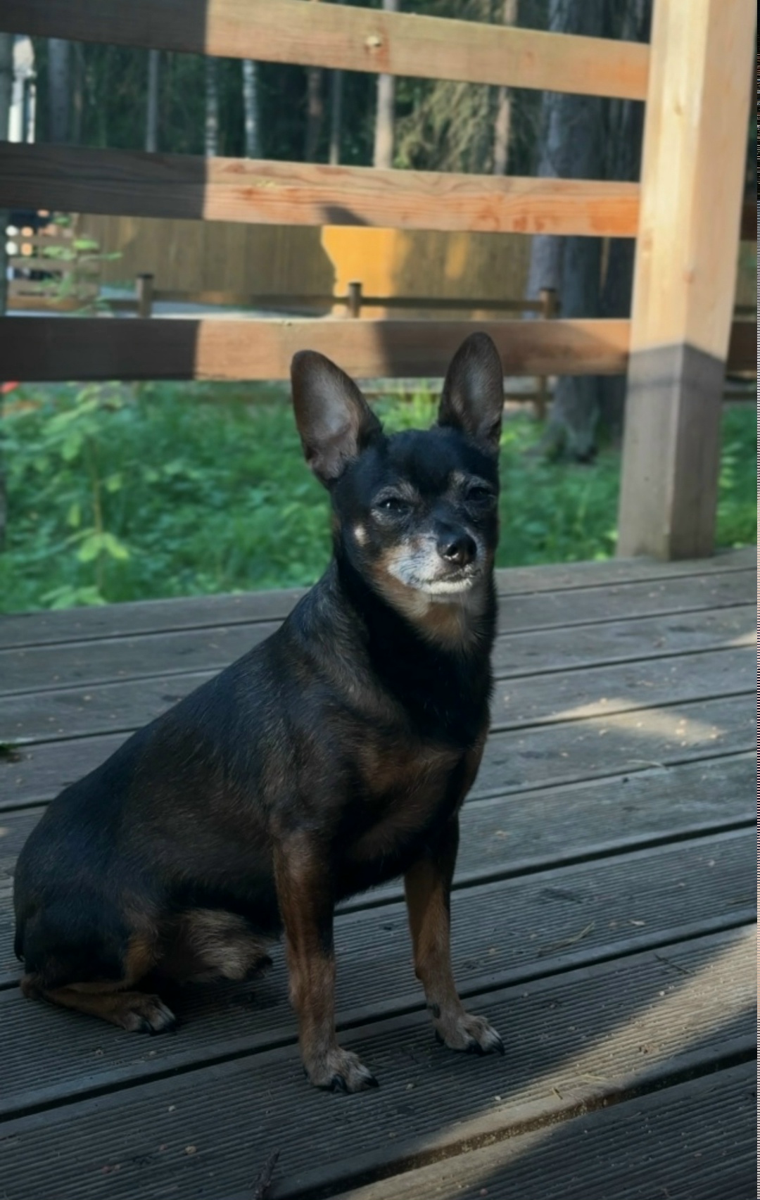 Найдена собака в Ижевске — фото объявления