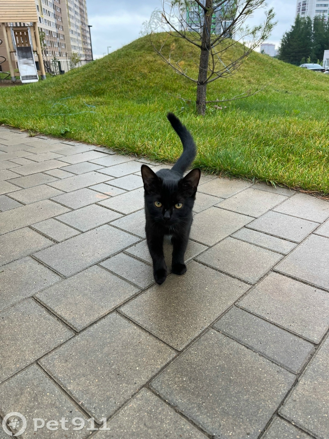 Пропала кошка в Ижевске — фото объявления