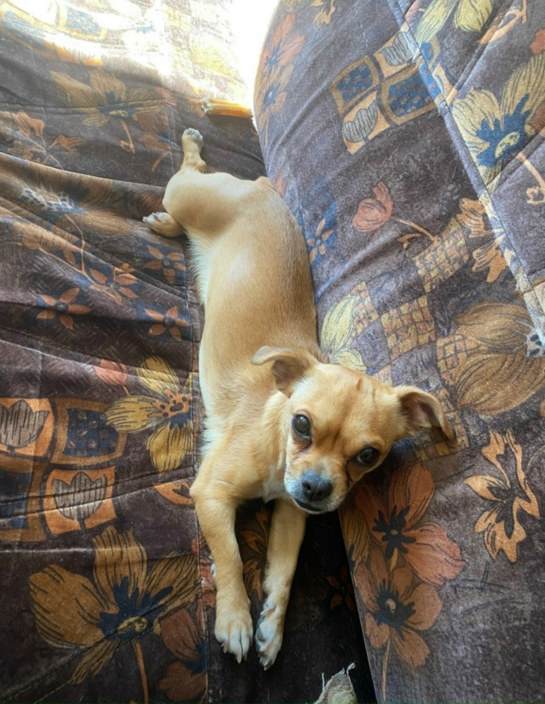 Пропала собака в Ижевске — фото объявления