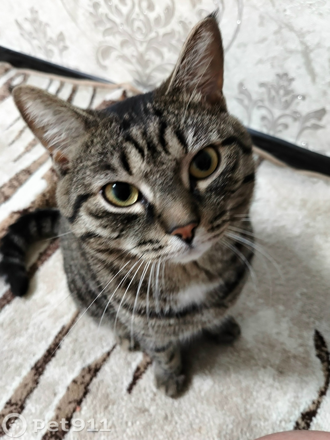 Пропала кошка в Ижевске — фото объявления