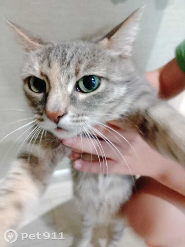 Пропала кошка в Ижевске — фото объявления