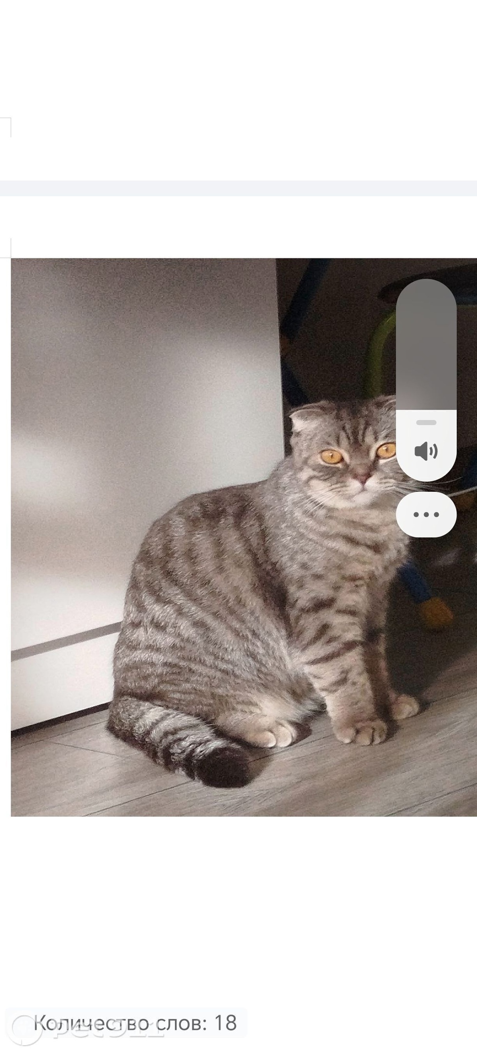 Пропала кошка в Ижевске — фото объявления