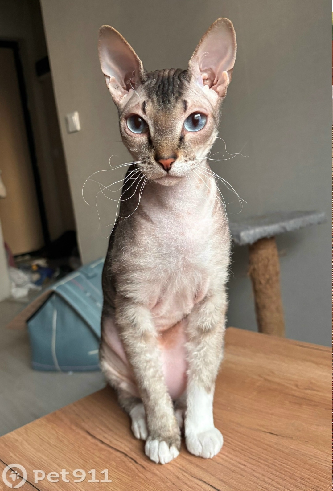 Пропала кошка в Ижевске — фото объявления