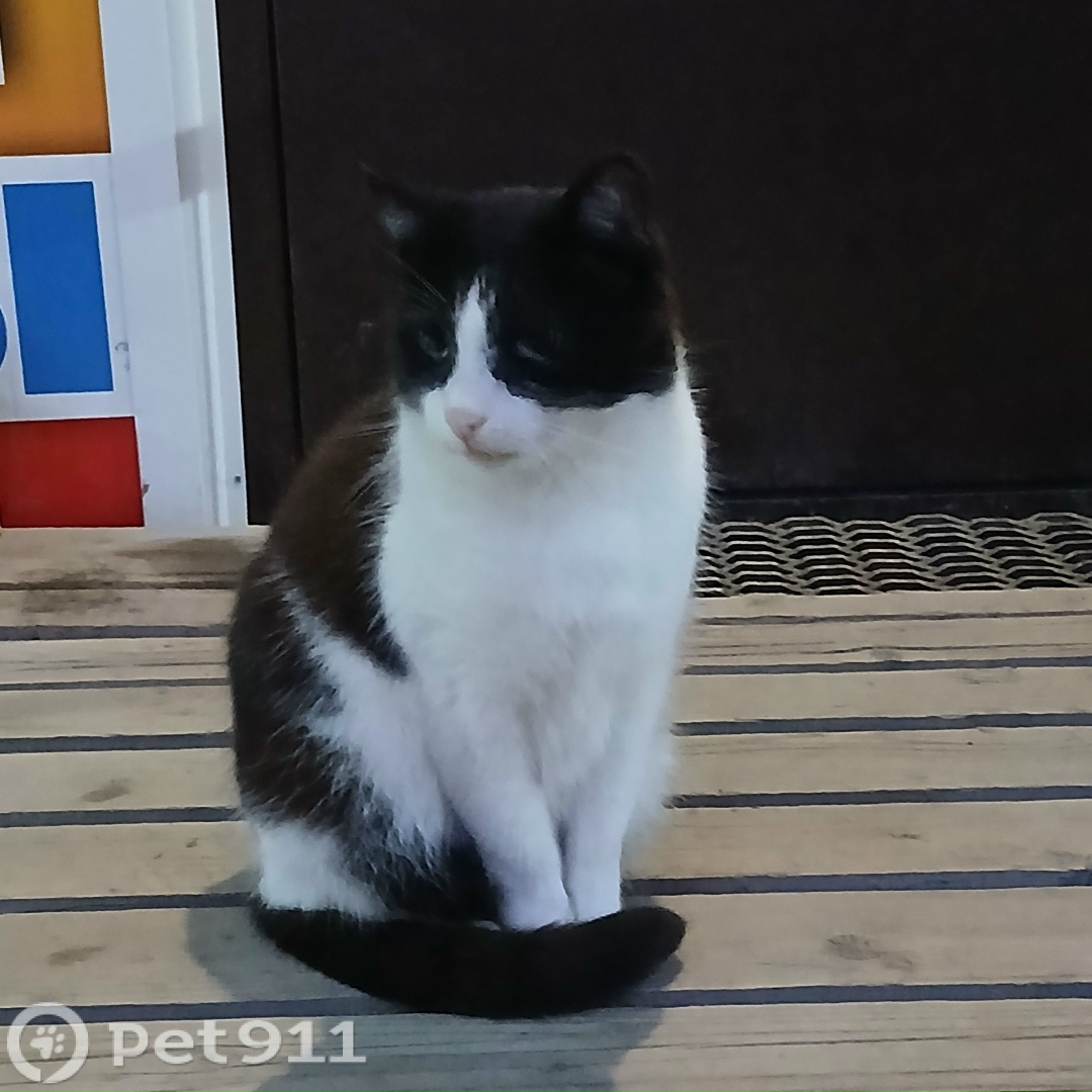 Найдена кошка в Ижевске — фото объявления