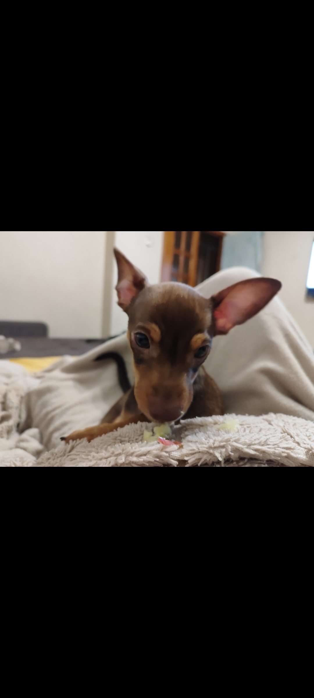 Пропала собака в Ижевске — фото объявления