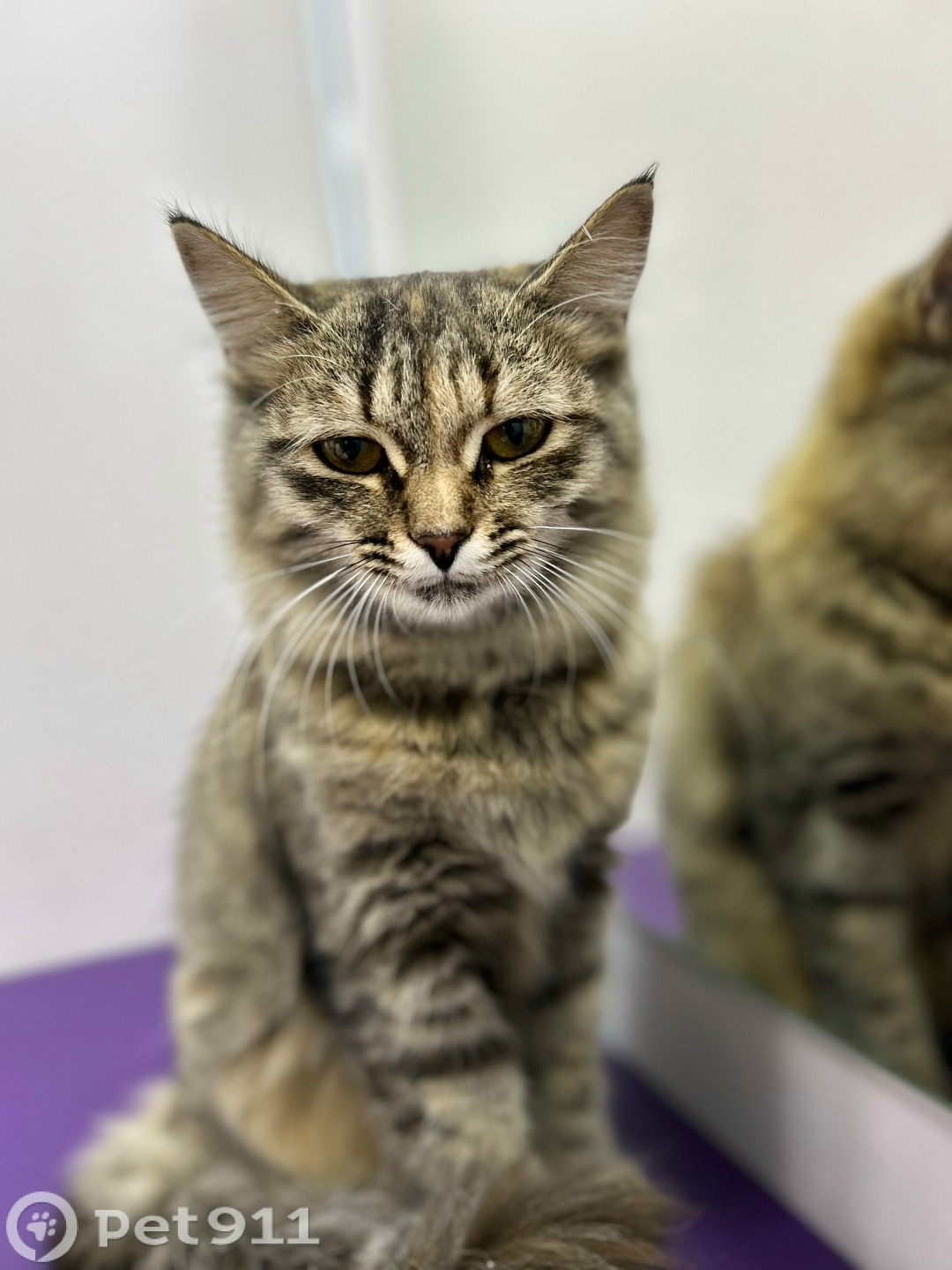 Найдена кошка в Ижевске — фото объявления