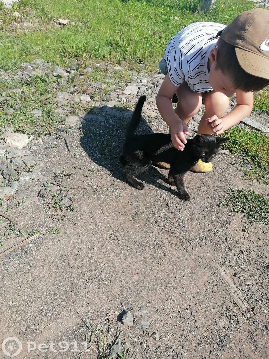 Найдена кошка в Ижевске — фото объявления