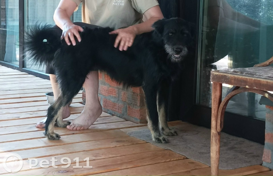 Пропала собака в Ижевске — фото объявления