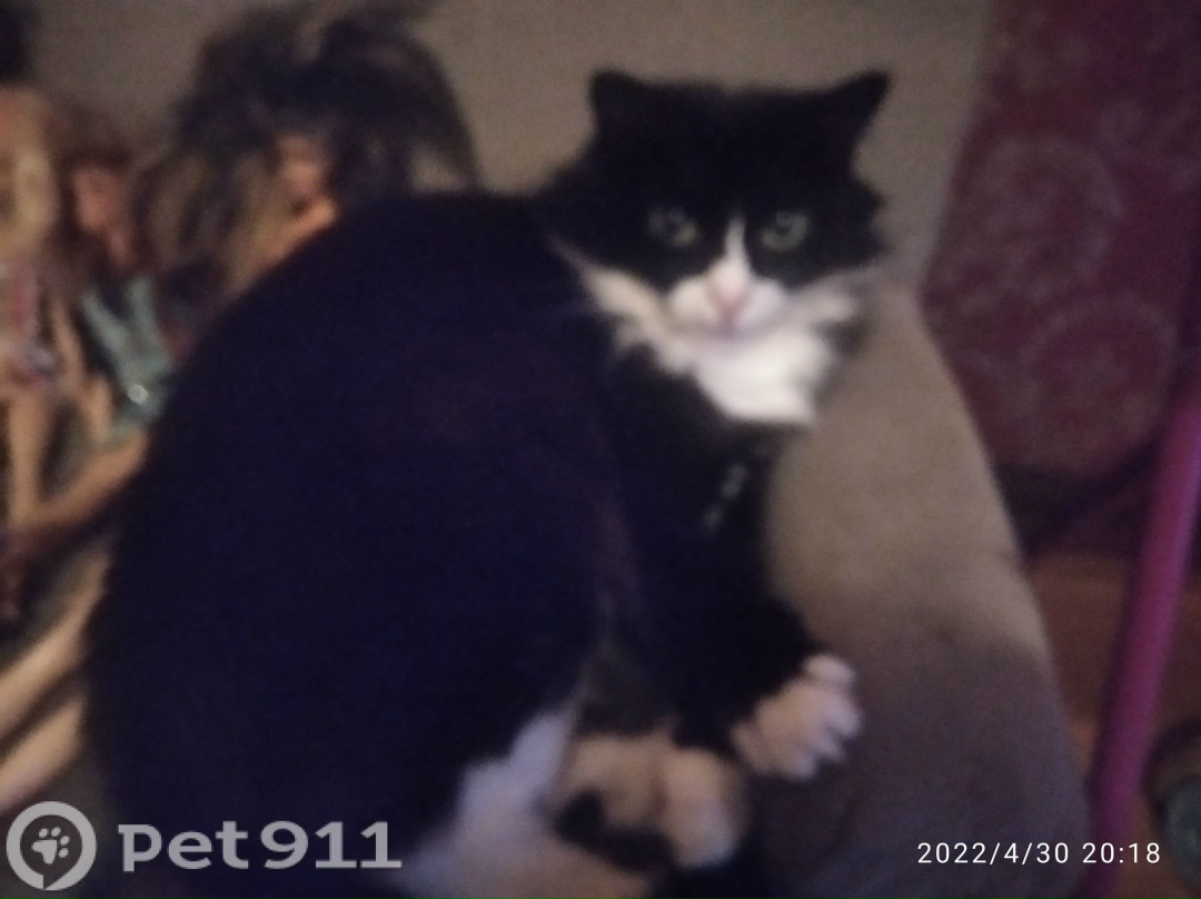 Пропала кошка в Ижевске — фото объявления