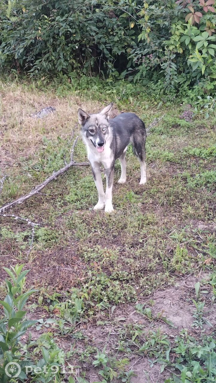 Найдена собака в Ижевске — фото объявления