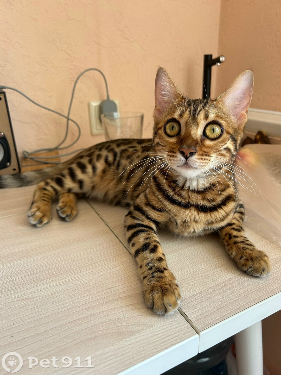 Пропала кошка в Ижевске — фото объявления