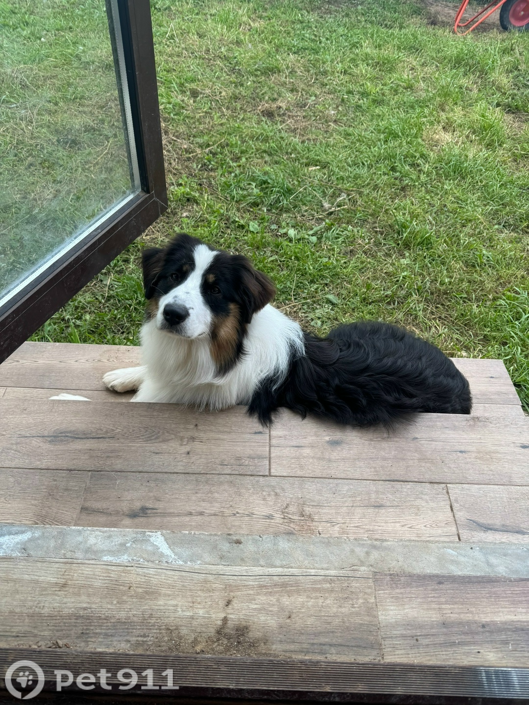 Пропала собака в Ижевске — фото объявления