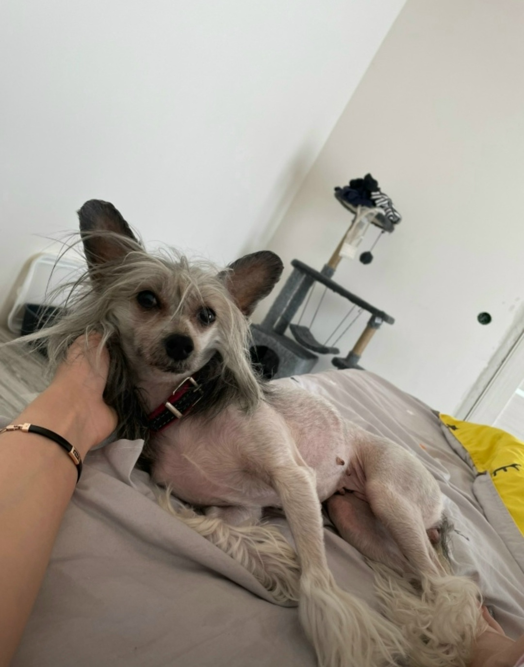 Пропала собака в Ижевске — фото объявления