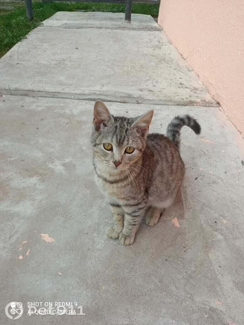Найдена собака в Ижевске — фото объявления