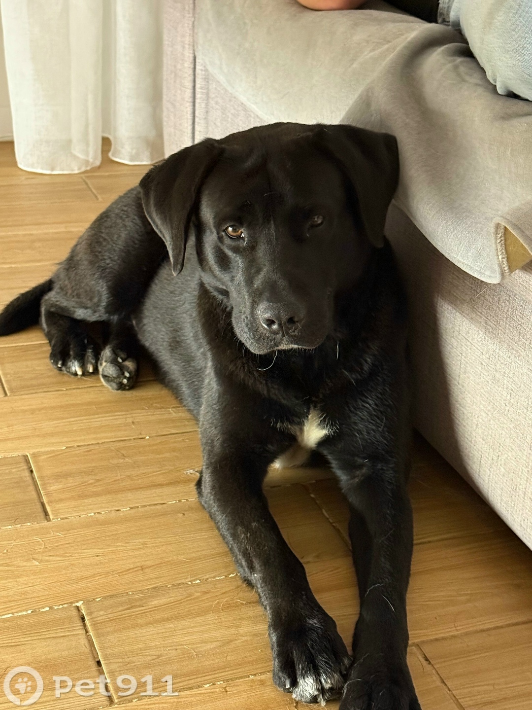 Найдена собака в Ижевске — фото объявления