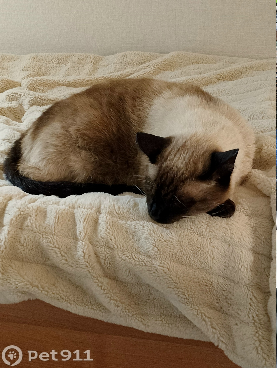 Пропала кошка в Ижевске — фото объявления