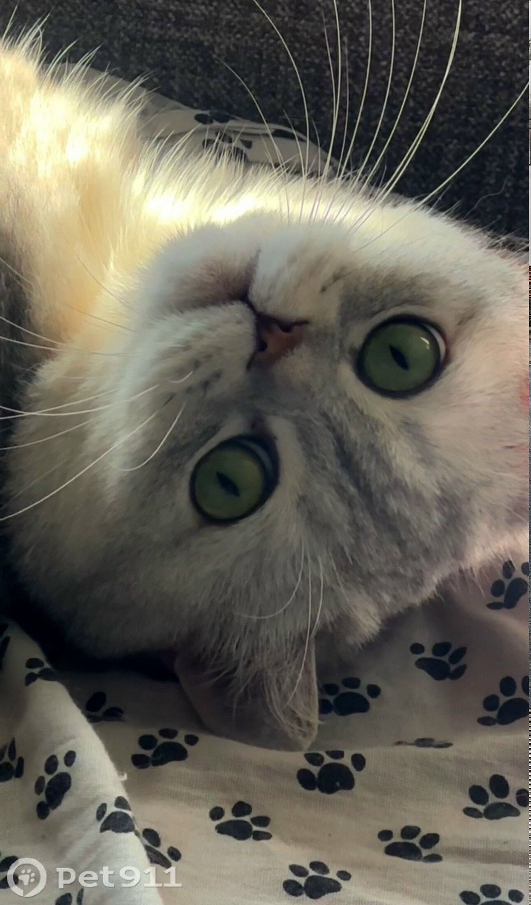 Пропала кошка в Ижевске — фото объявления