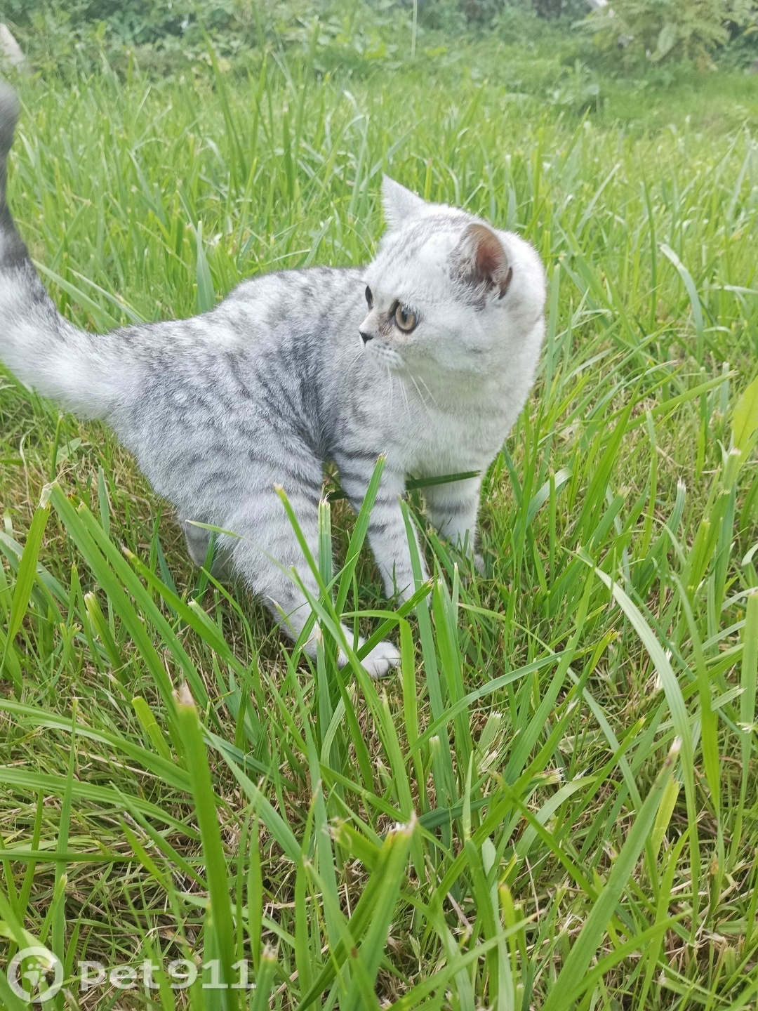 Пропала кошка в Ижевске — фото объявления
