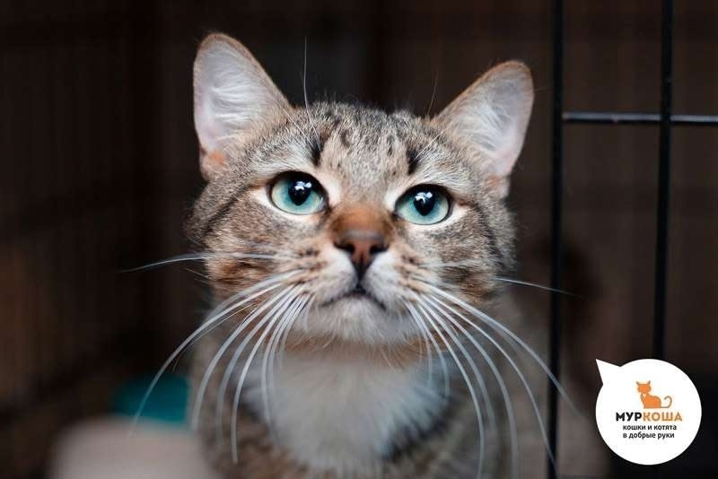 Найдена собака в Хабаровске — фото объявления