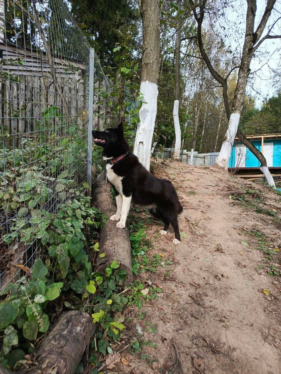 Найдена собака в Хабаровске — фото объявления