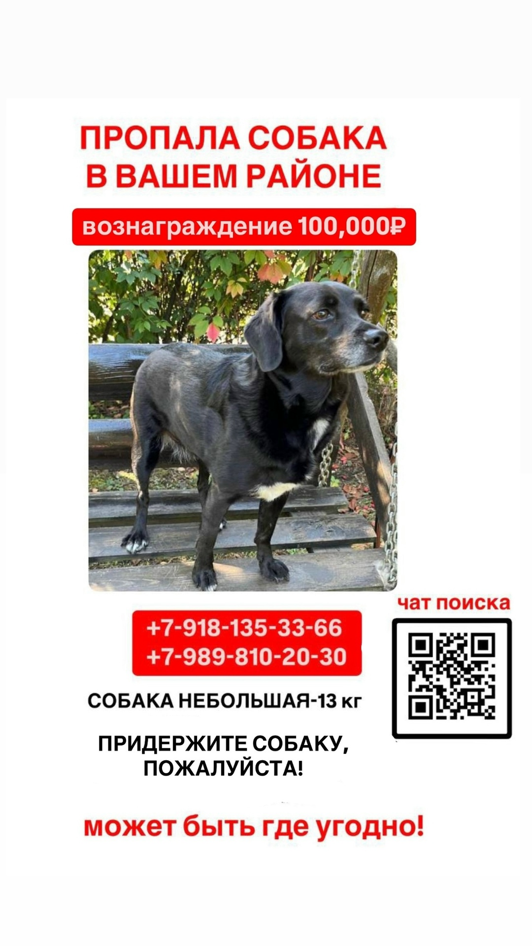 Найдена собака в Хабаровске — фото объявления