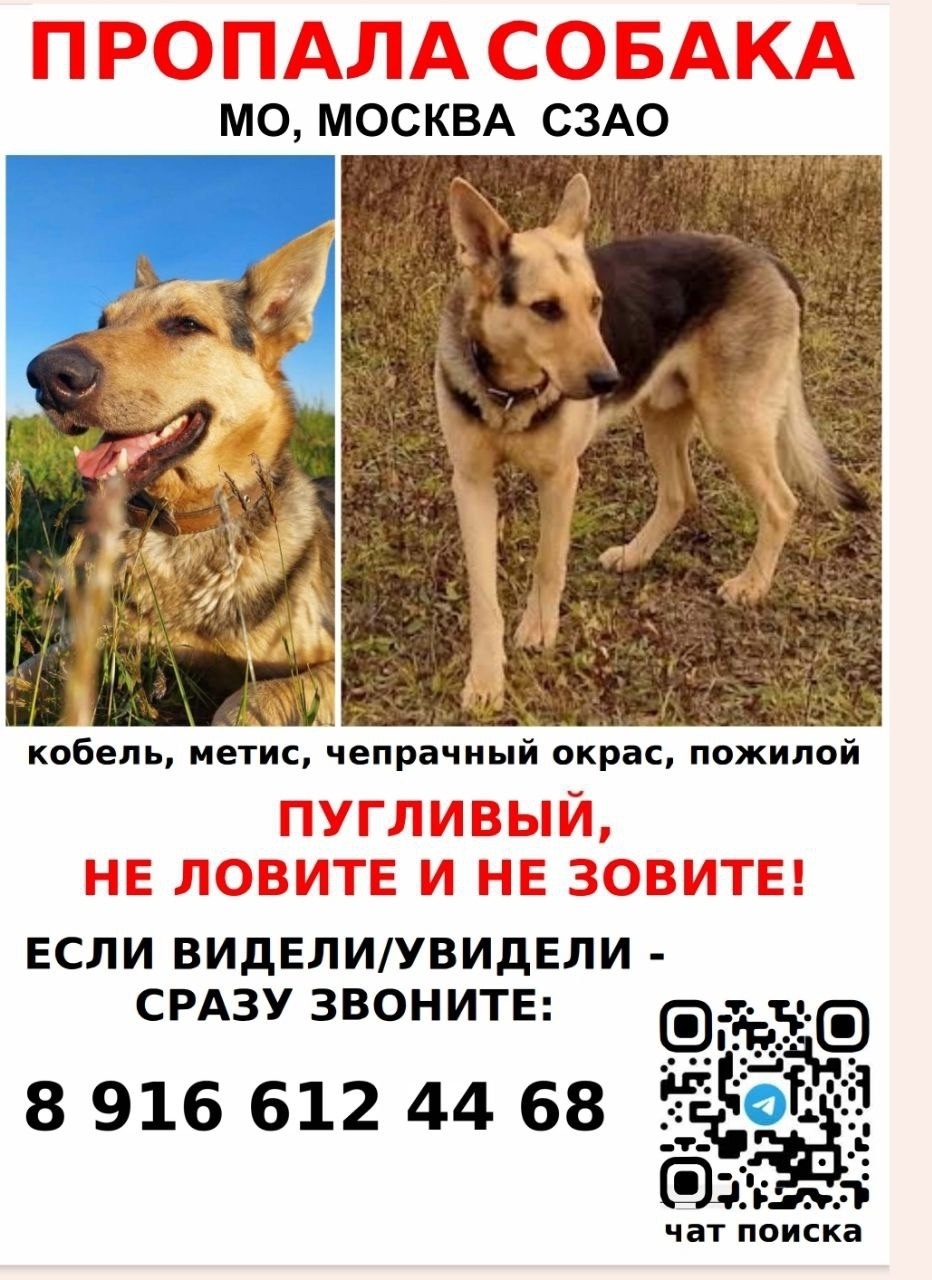 Найдена собака в Хабаровске — фото объявления