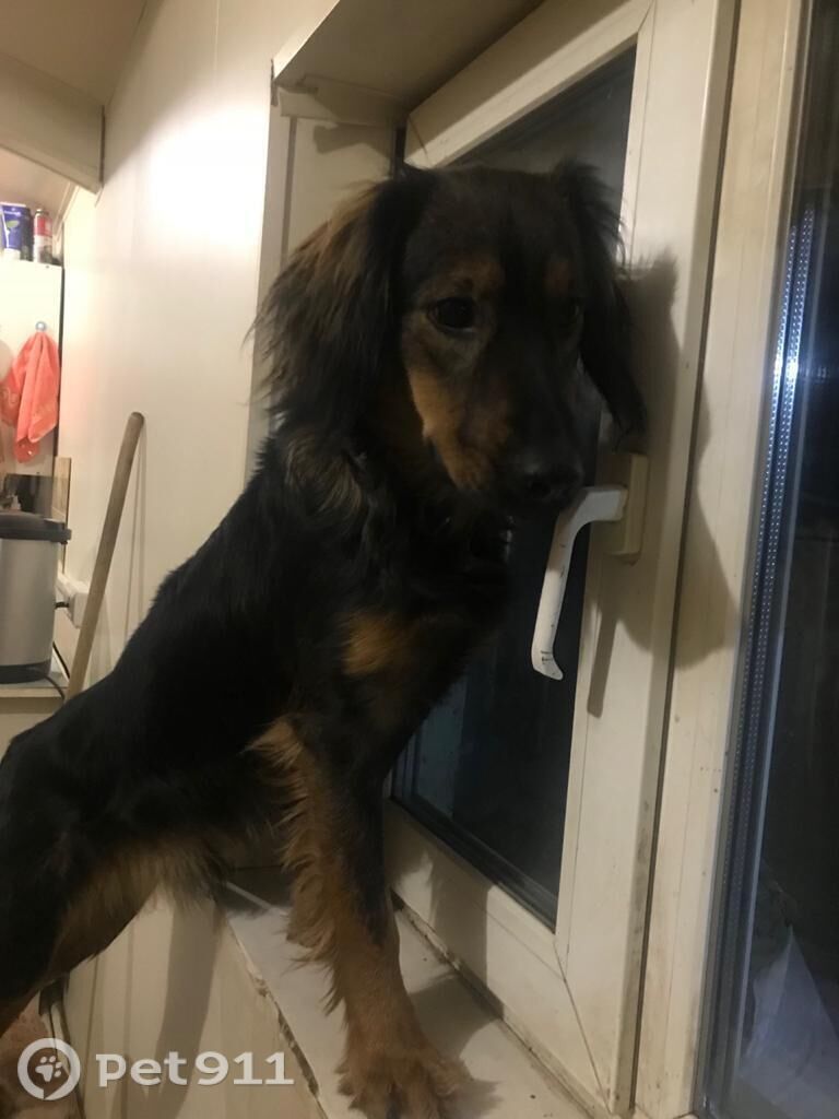 Пропала собака в Хабаровске — фото объявления