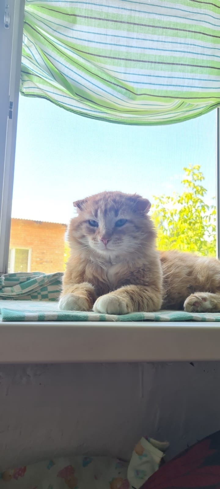 Найдена собака в Хабаровске — фото объявления