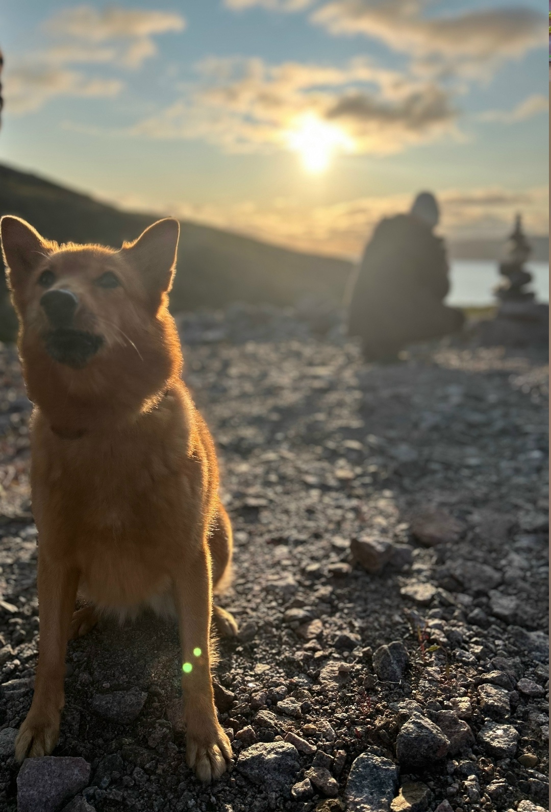 Найдена собака в Хабаровске — фото объявления