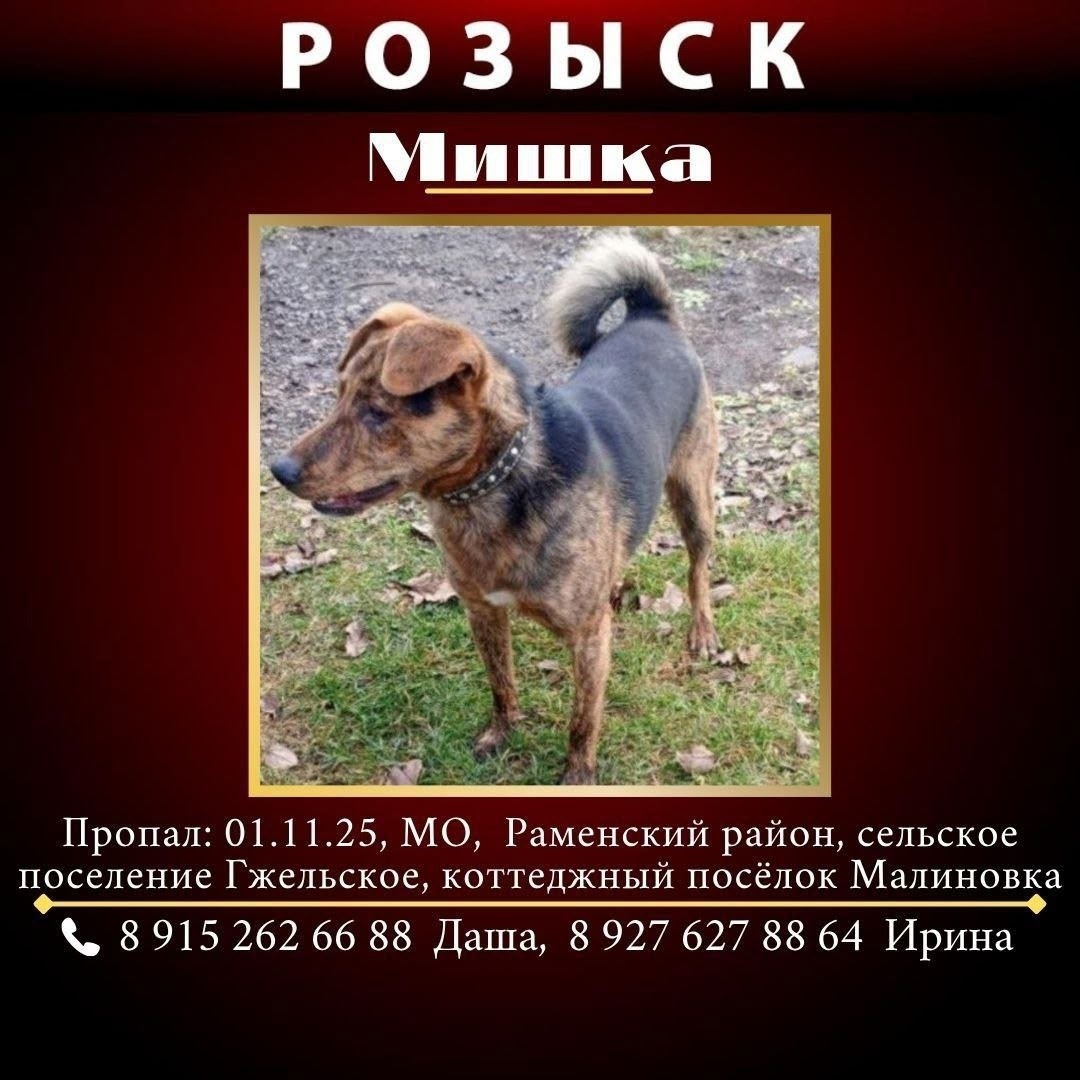 Найдена собака в Хабаровске — фото объявления