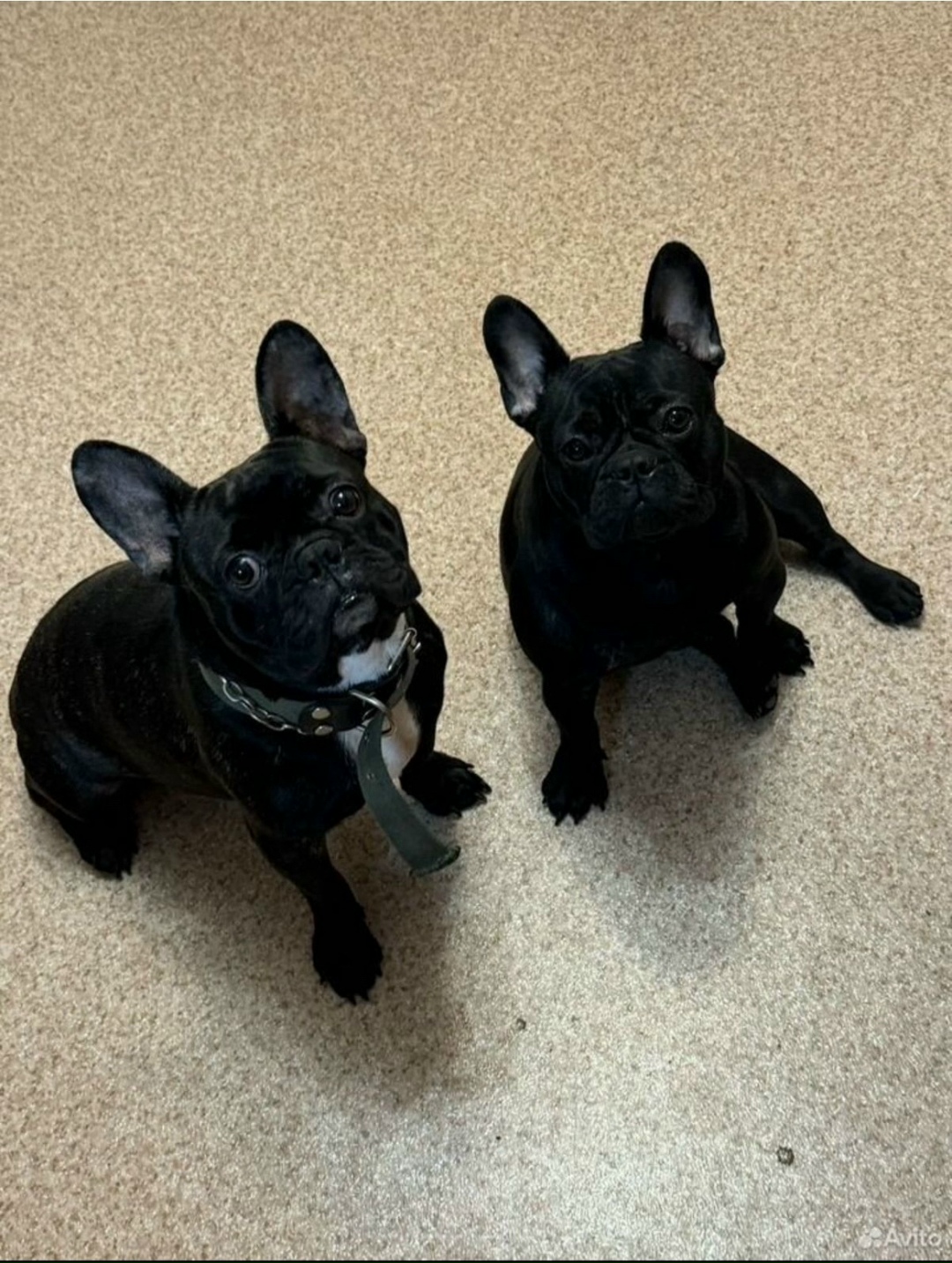 Найдена собака в Хабаровске — фото объявления