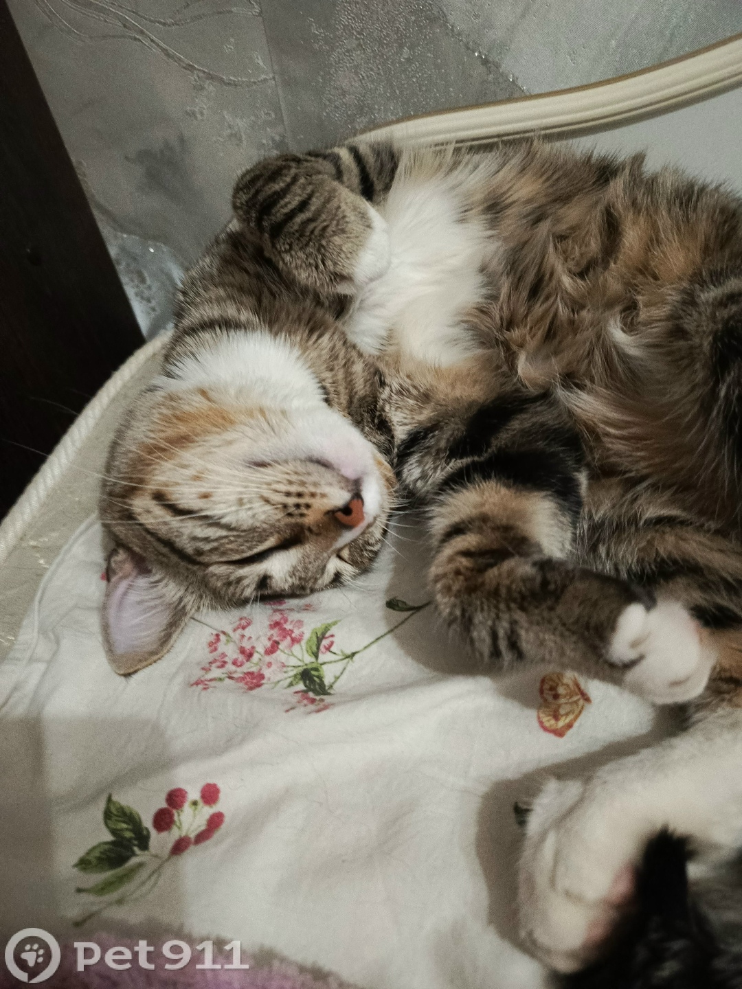 Пропала кошка в Хабаровске — фото объявления