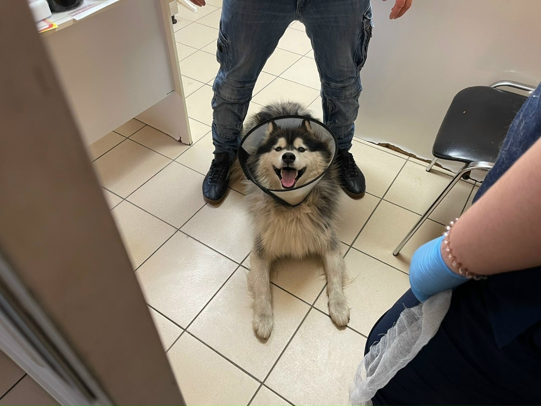 Найдена собака в Хабаровске — фото объявления